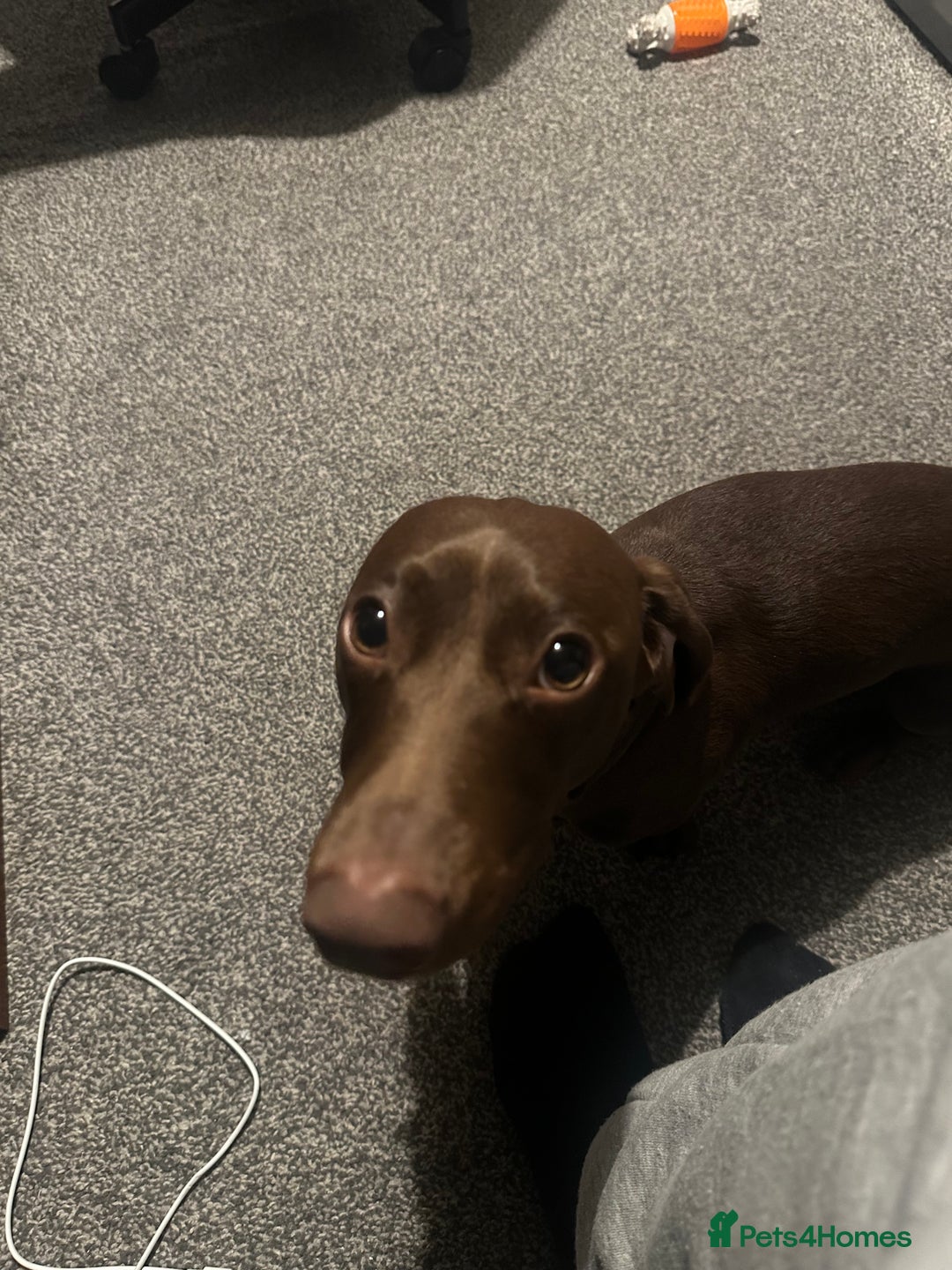Dachshund dogs for sale: Scout (dachshund puppy)  - Image 2