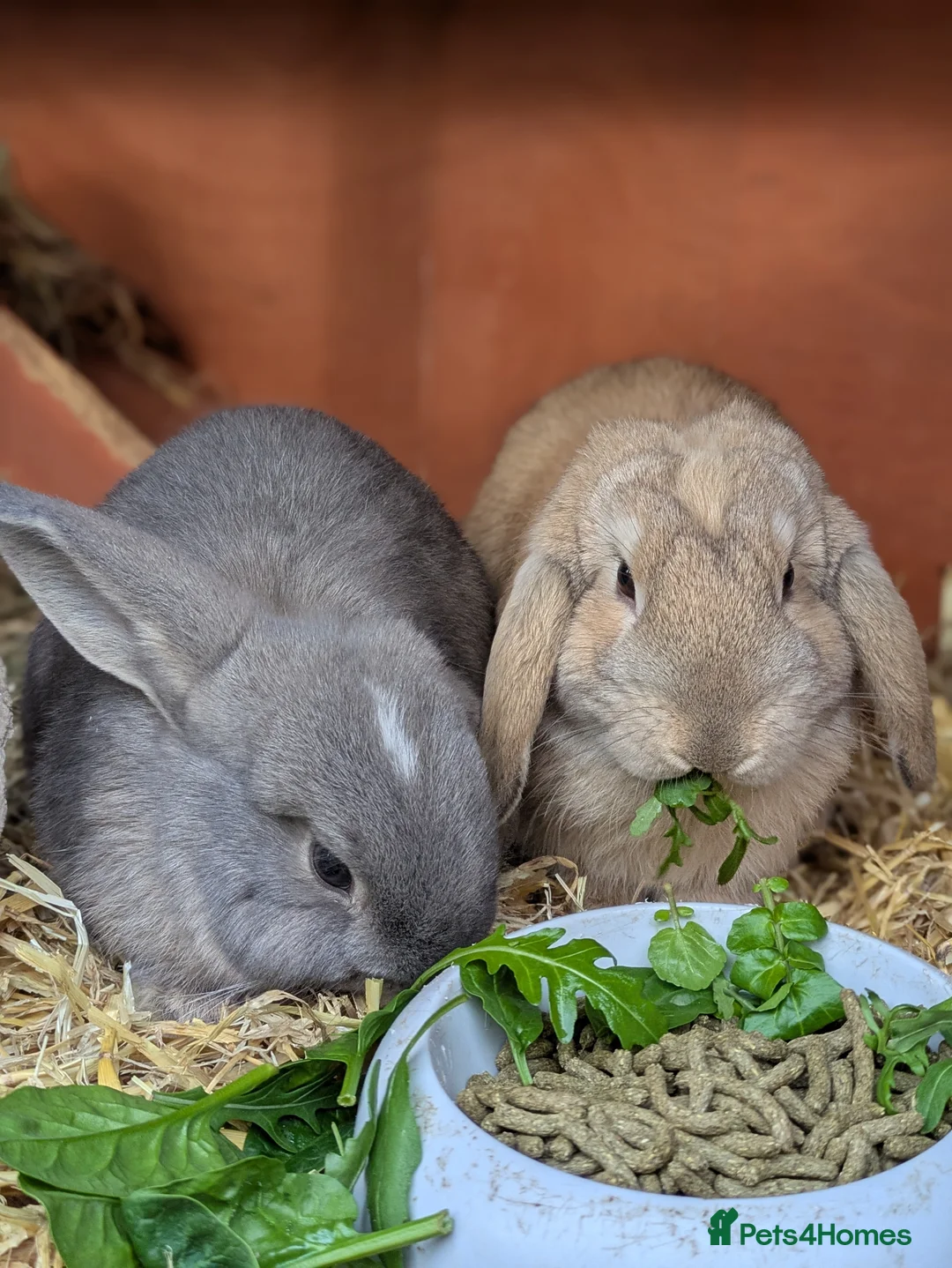 Mini Lop rabbits for sale: Beautiful Friendly Mini Lops - Advert 3