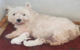 West Highland Terrier dogs for sale: Westdrew Westies - 5 star licensed breeder - Image 2