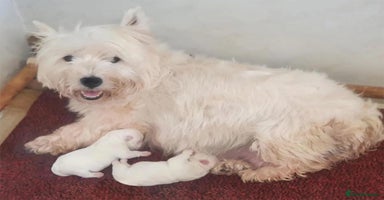 West Highland Terrier dogs - Advert 7