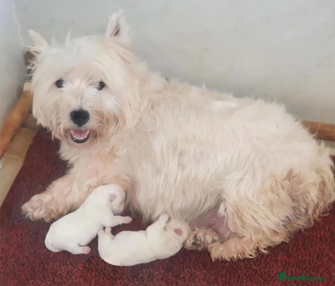 West Highland Terrier dogs for sale: Westdrew Westies - 5 star licensed breeder - Image 2