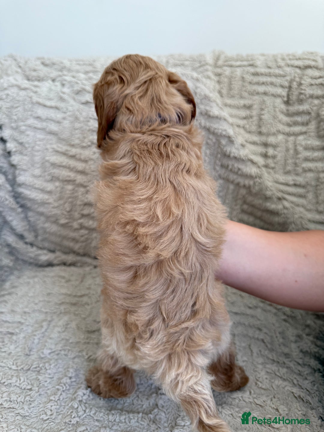 Cockapoo dogs for sale: Stunning F1B Merle Cockapoo Puppies!!!! - Image 23