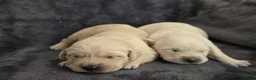Goldador dogs for sale: 🐾 Beautiful Goldador Puppies Raised with Love 🐶 in Coventry - Advert 6