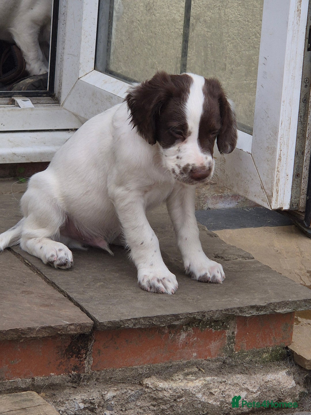 English Springer Spaniel dogs for sale: Springer spaniel puppies  - Image 6
