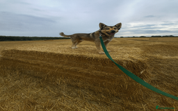 Anatolian Shepherd dogs for sale: Armenian shepherd guard/security dog - Image 2
