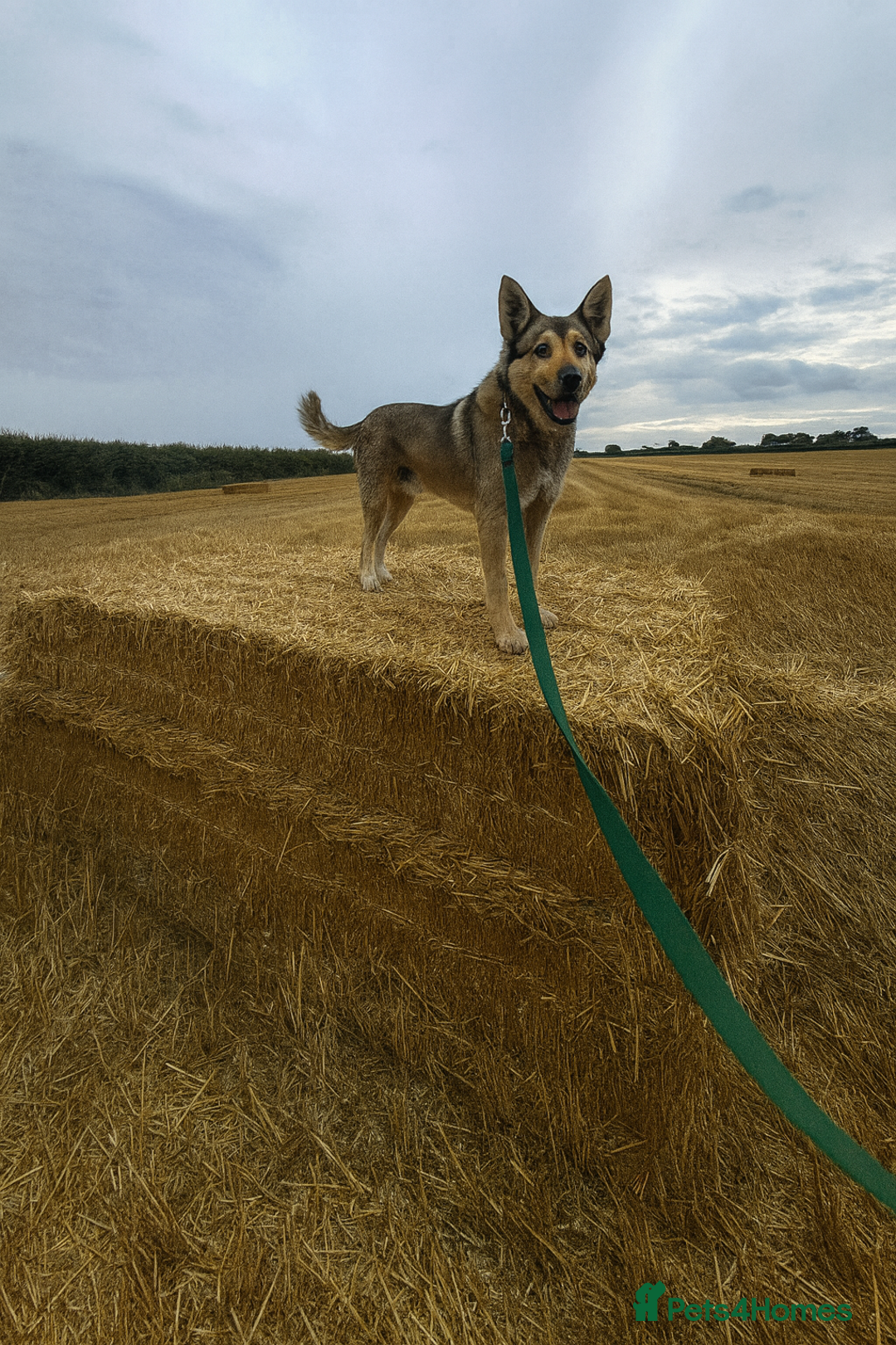 Anatolian Shepherd dogs for sale: Armenian shepherd guard/security dog - Image 2