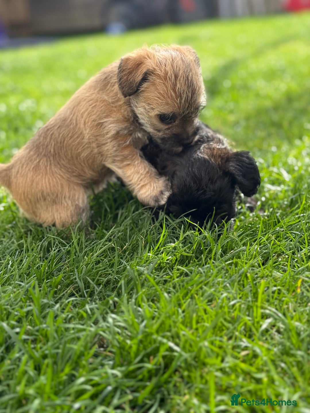 Yorkshire Terrier dogs for sale: Yorkies  - Image 7