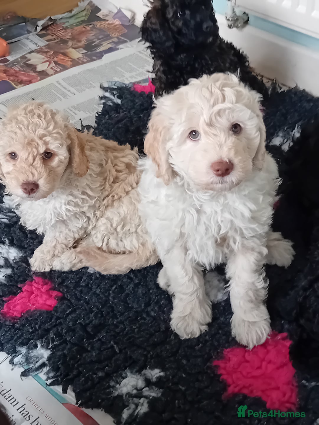 Mini Goldendoodle dogs for sale: Gorgeous Miniature Double Doodle puppies  - Advert 13