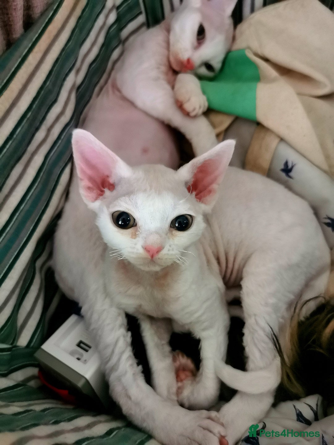 Devon Rex cats for sale: Devon Rex kittens GCCF registered  - Image 13