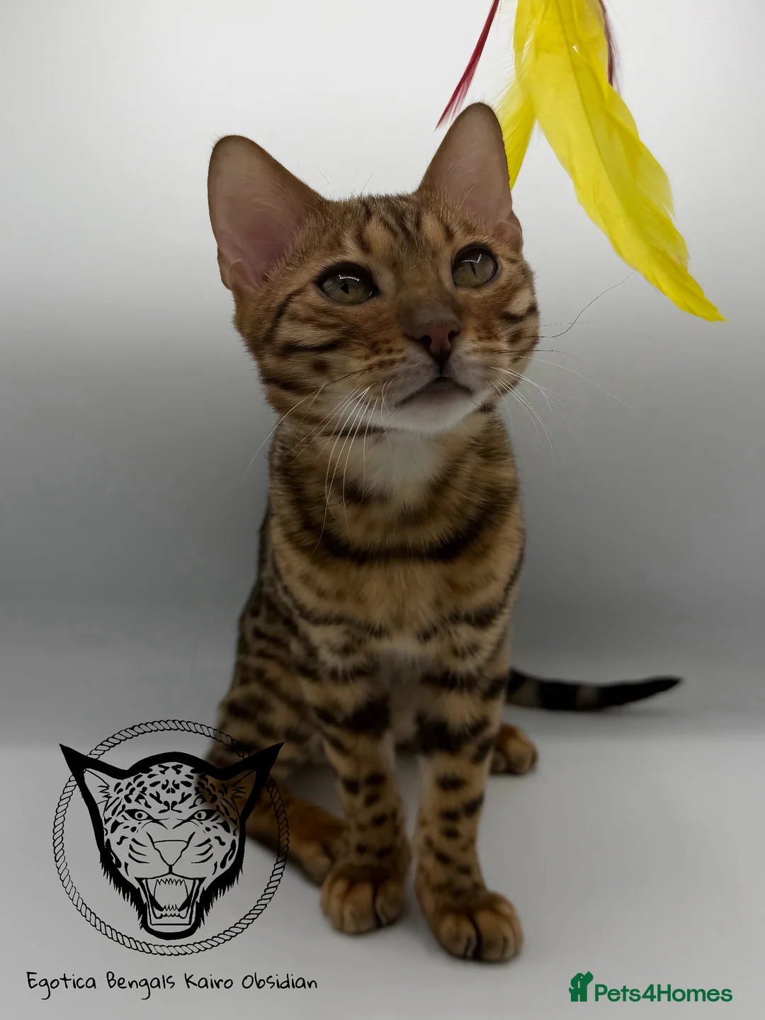 Bengal cats for sale: 🐆✨ LAST KITTEN 6TH TICA GENERATION BENGAL🐆✨ - Advert 24