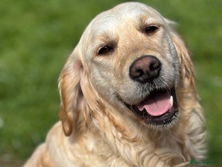 Golden Retriever dogs 3yr old golden retriever female - Advert 6