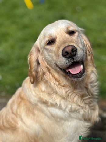 Golden Retriever dogs 3yr old golden retriever female - Advert 1