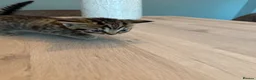 Mixed Breed cats for sale: Domestic shorthair (Tabby) Kittens  in Wisbech - Advert 22