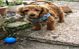 Miniature Poodle dogs for sale: Miniature Poodle  - Image 2