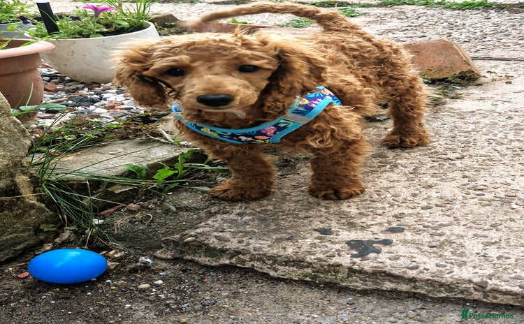 Miniature Poodle dogs - Advert 6