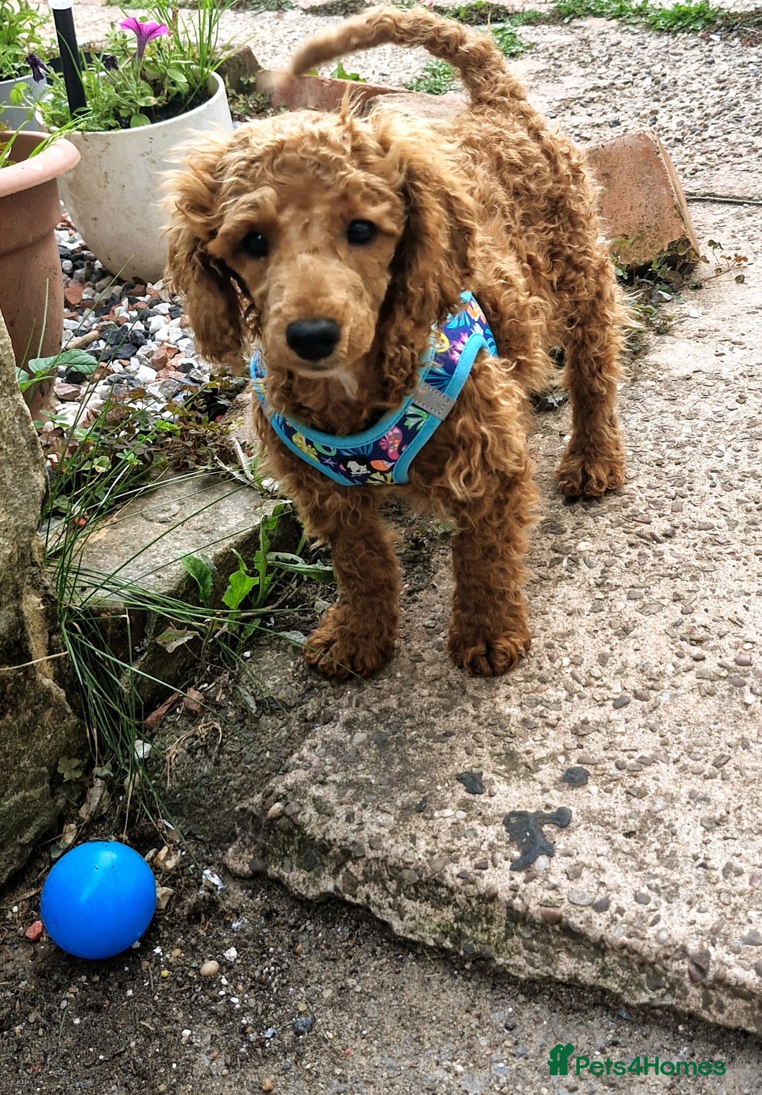 Miniature Poodle dogs for sale: Miniature Poodle  - Image 2