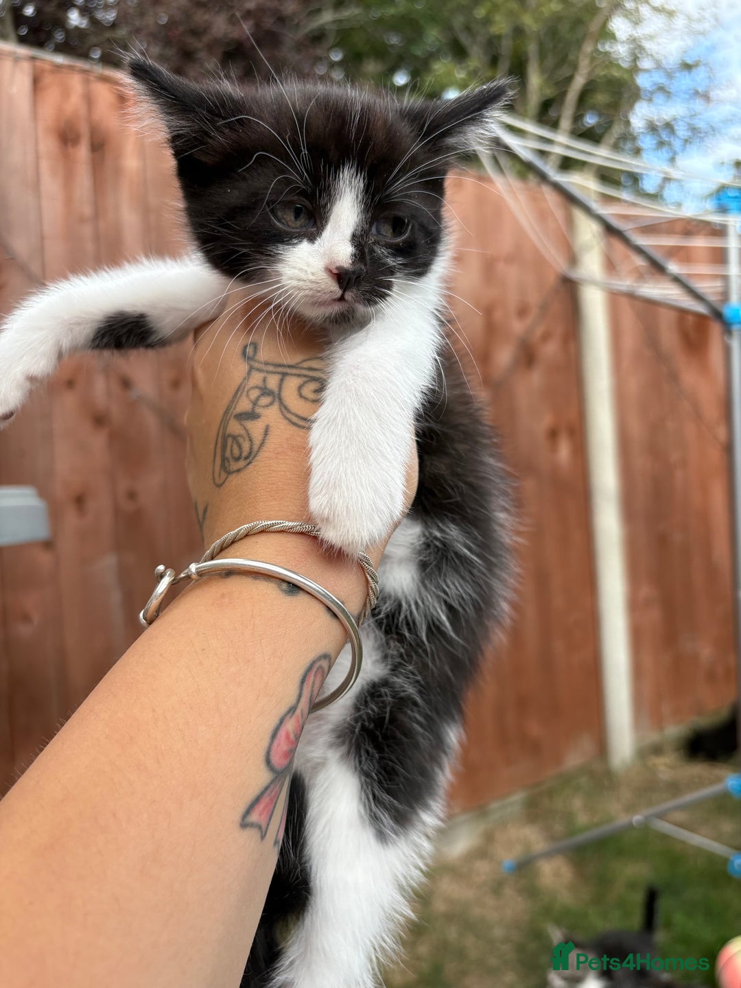 Domestic Shorthair cats for sale: 5 Beautiful kittens ready to leave  - Image 14