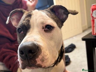 American Bull Staffy dogs - Advert 29