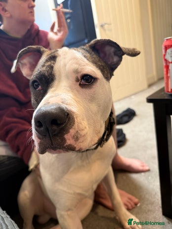 American Bull Staffy dogs - Advert 1