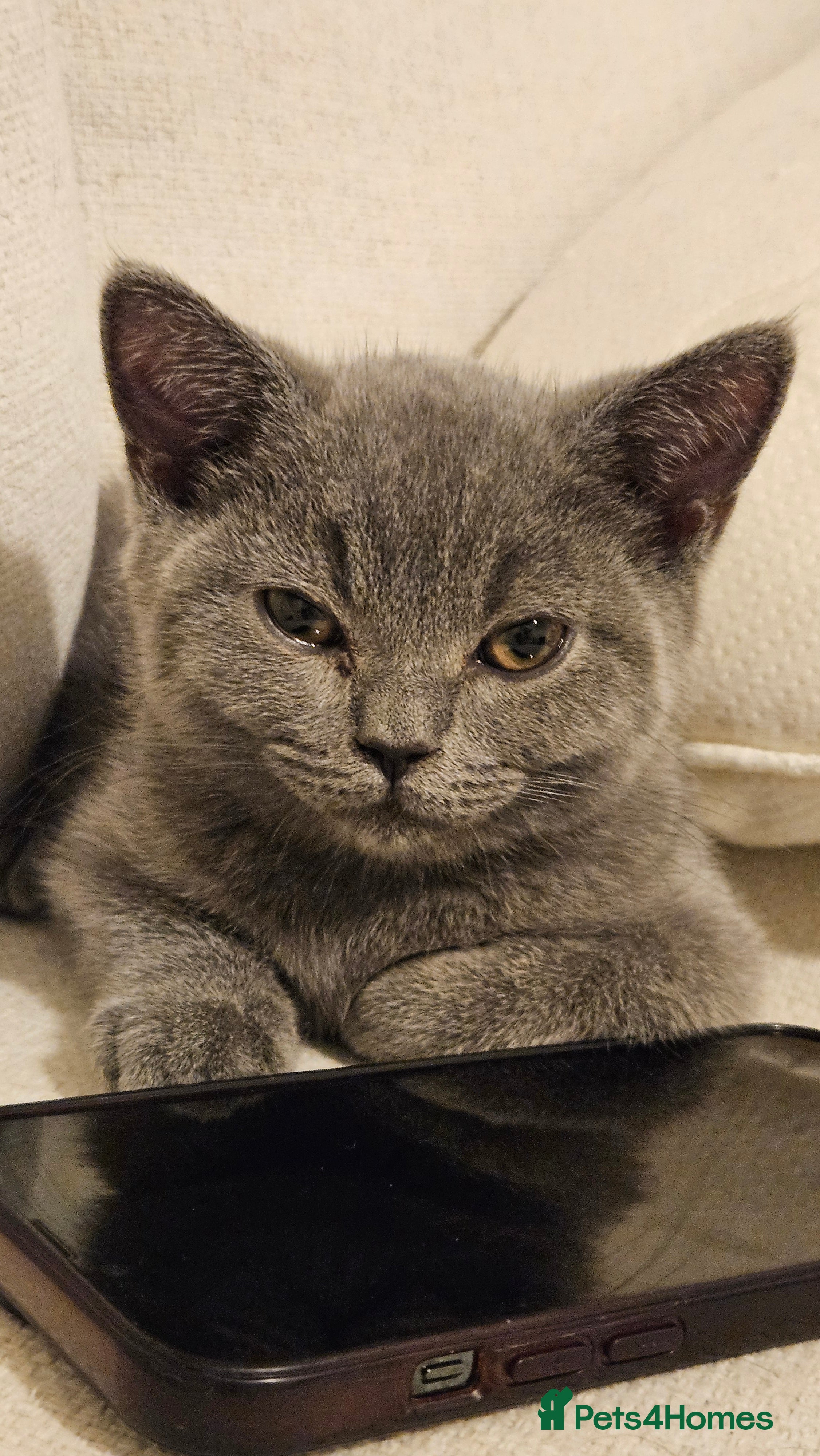 British Shorthair cats British Shorthair Male Kitten🩶🐱 - Advert 1