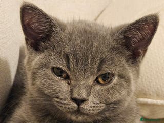 British Shorthair cats British Shorthair Male Kitten🩶🐱 - Advert 1