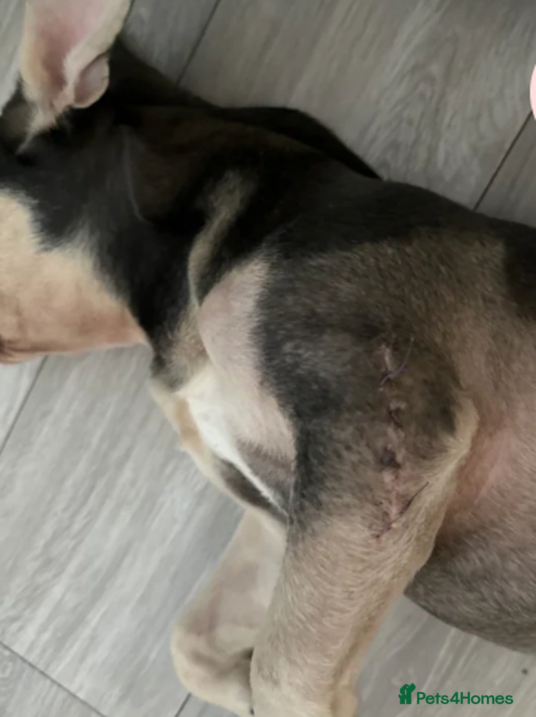French Bulldog dogs for sale: Stunning French Bulldog EA.Husky 🧬 in Ilford - Image 6