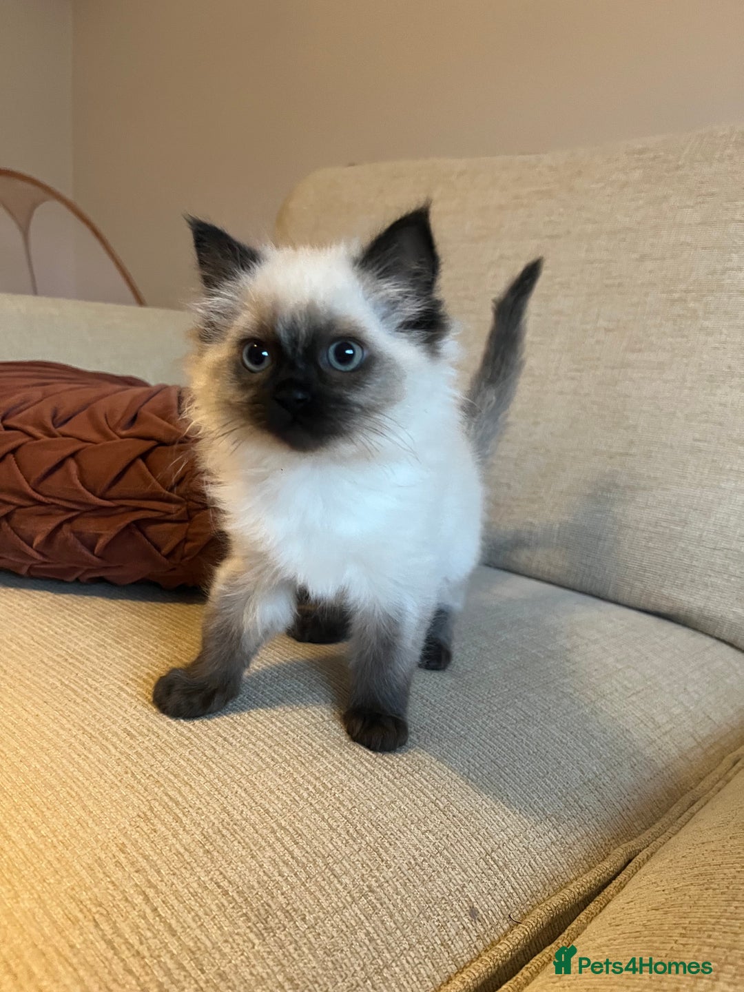 Ragdoll cats for sale: Adorable Ragdoll Kittens - Advert 6