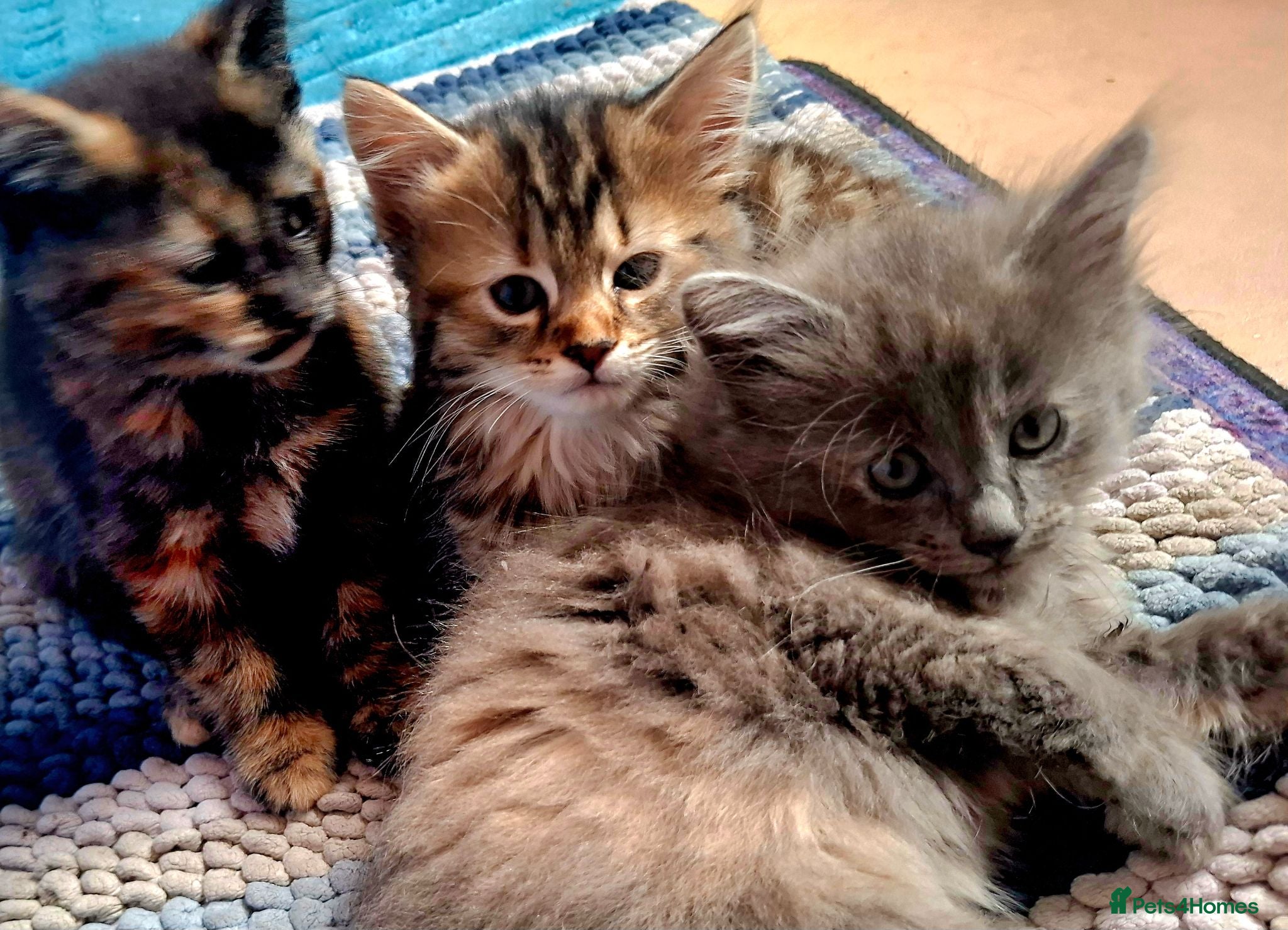 Mixed Breed cats Beautiful Kittens 😻 - Advert 1