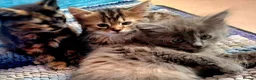 Mixed Breed cats for sale: Lovely Kittens 😻 - Advert 11