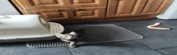 Mixed Breed cats for sale: Beautiful kittens ready for new home - Advert 17