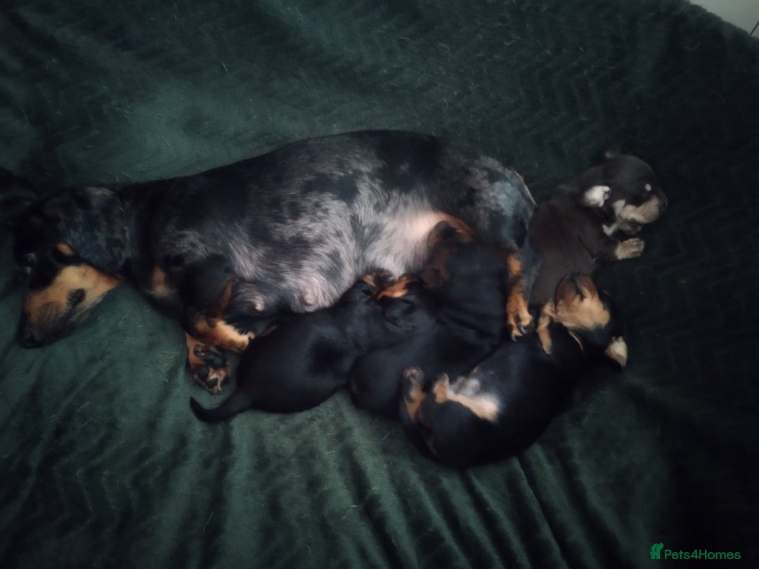Dachshund dogs for sale: MINIATURE Mini DACHSHUND  - Advert 1