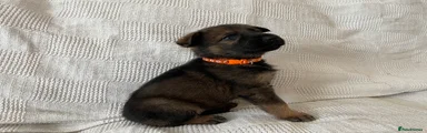German Shepherd 7