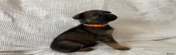 German Shepherd dogs for sale: GERMAN SHEPHERD PUPS WORKING LINE in Wigan - Advert 29