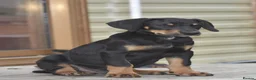 Mixed Breed dogs for sale: Unique hybrid dobermann puppies - Advert 4