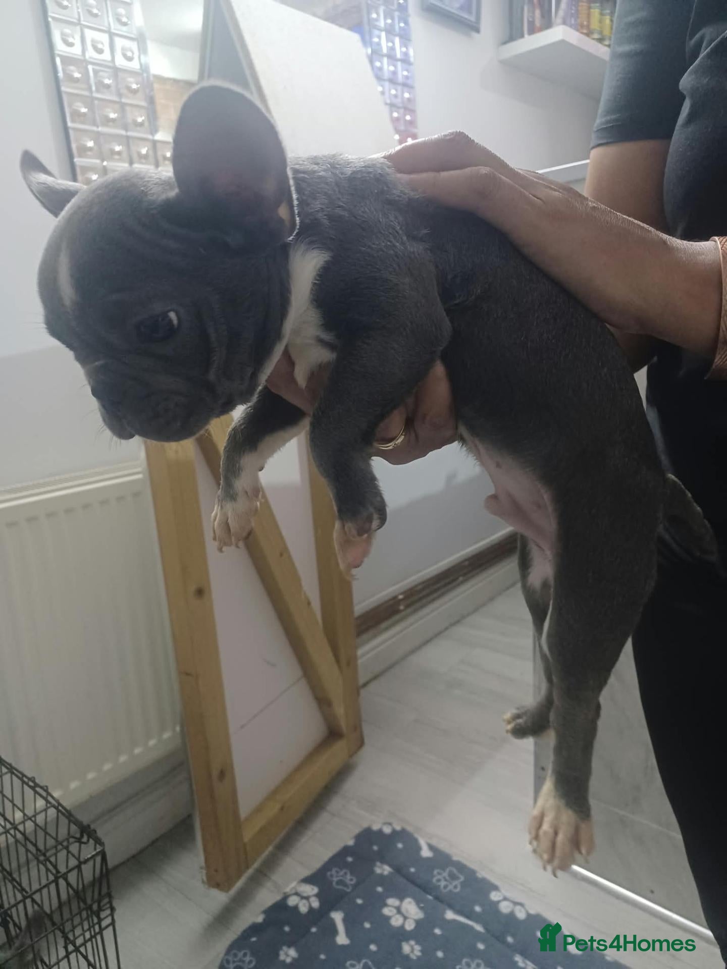 French Bulldog dogs Frenchis, One left Gray  - Advert 5