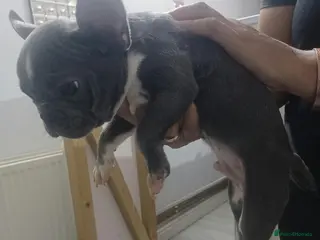French Bulldog dogs Frenchis, One left Gray - Advert 5
