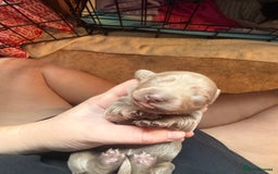 Miniature Dachshund dogs for sale: Miniature daschund - Advert 13