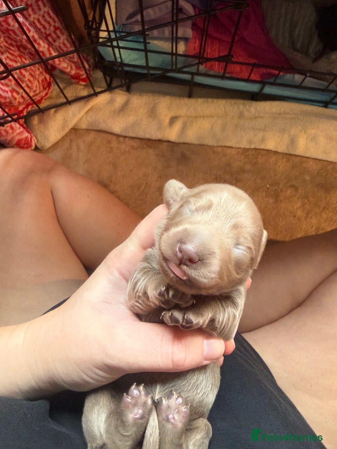 Miniature Dachshund dogs for sale: Miniature daschund - Advert 13