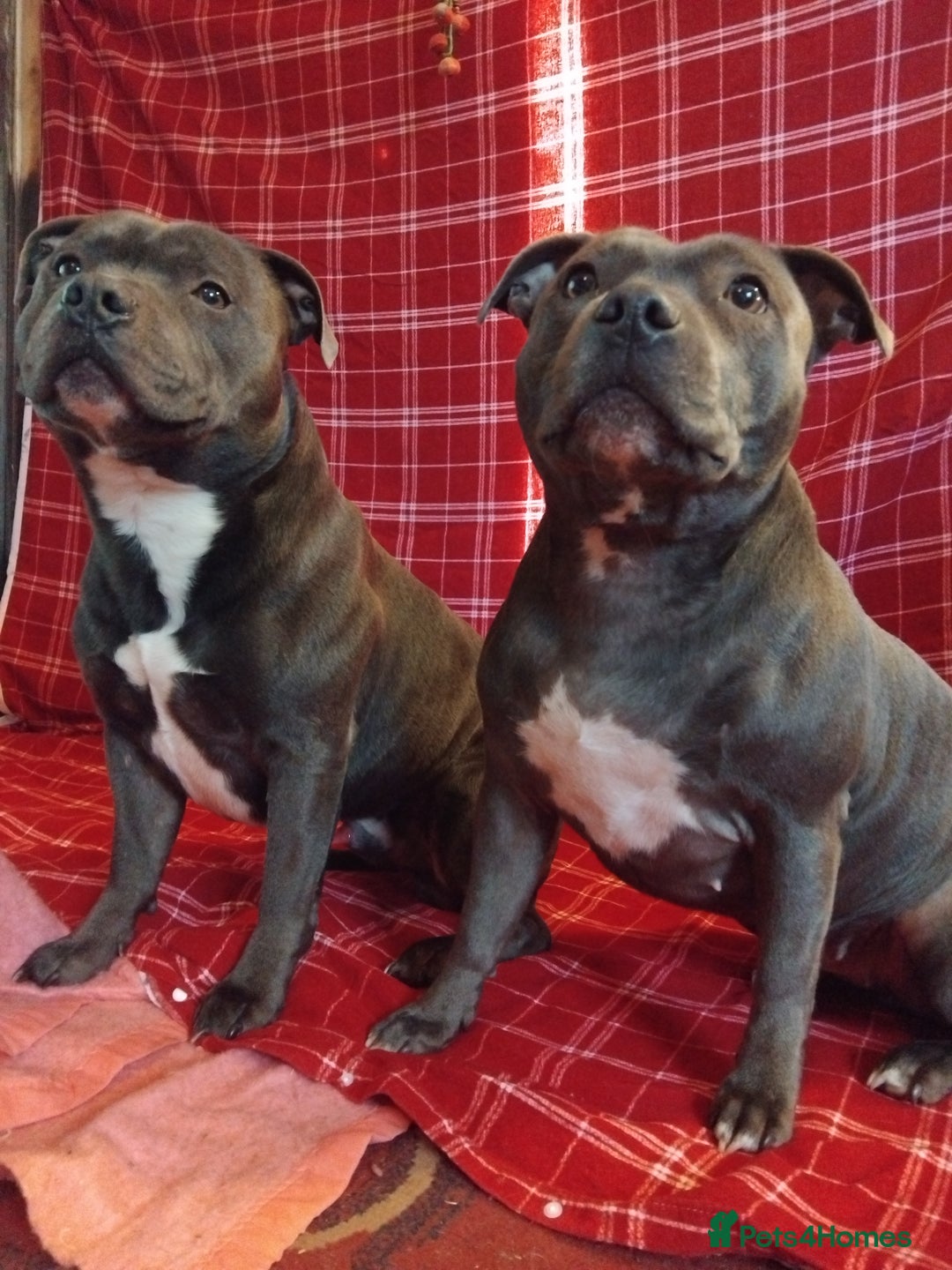 Staffordshire Bull Terrier dogs for sale: Blue Staffordshire Bull Terrier Puppies - Advert 5