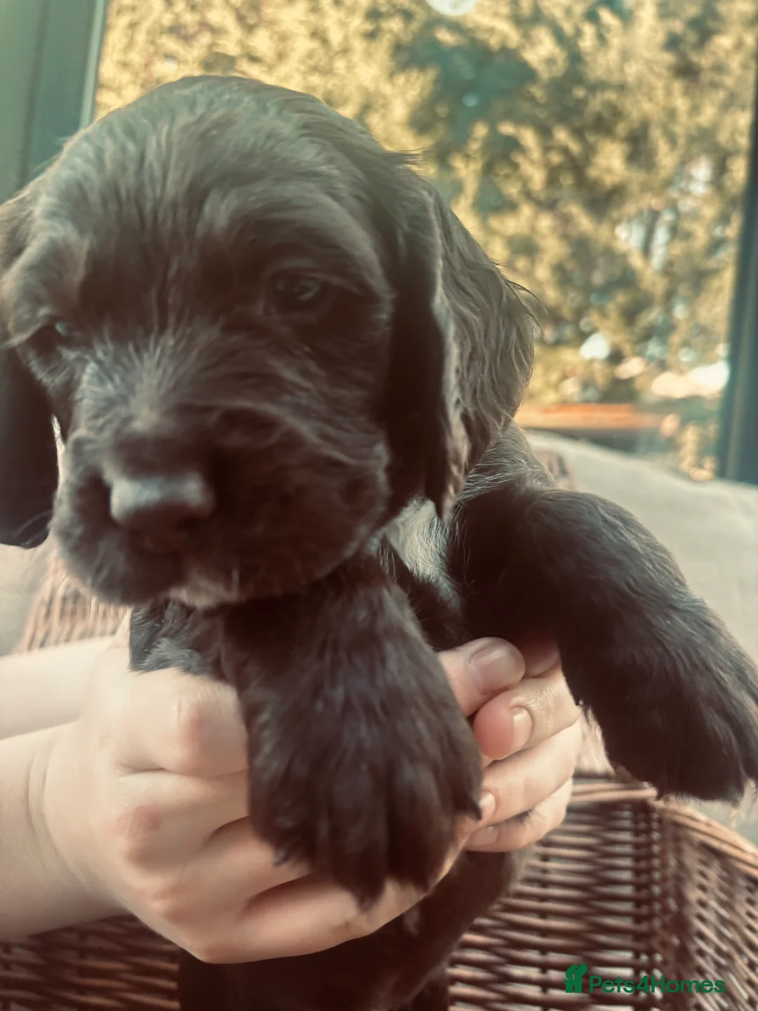 Sprocker dogs for sale: Chocolate and white Sprocker Puppies - Advert 15