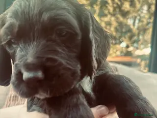 Sprocker dogs Chocolate & Choc&white Sprockers - Ready to go! - Advert 1