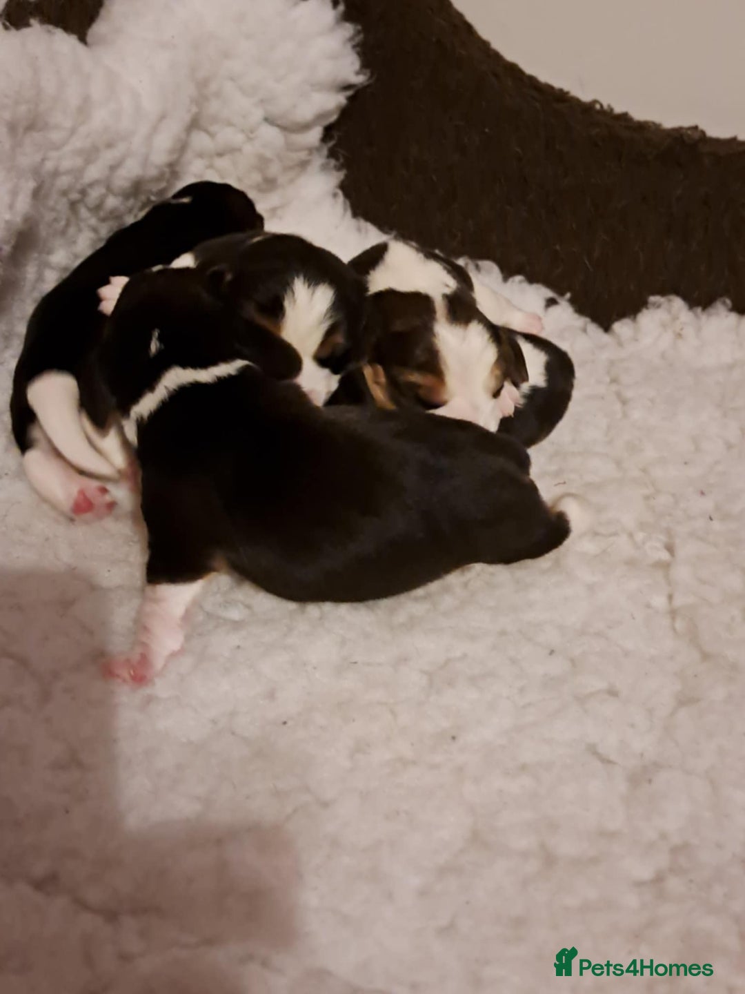 Beagle dogs for sale: BEAUTIFUL KENNEL CLUB REG BEAGLE PUPPIES - Advert 5