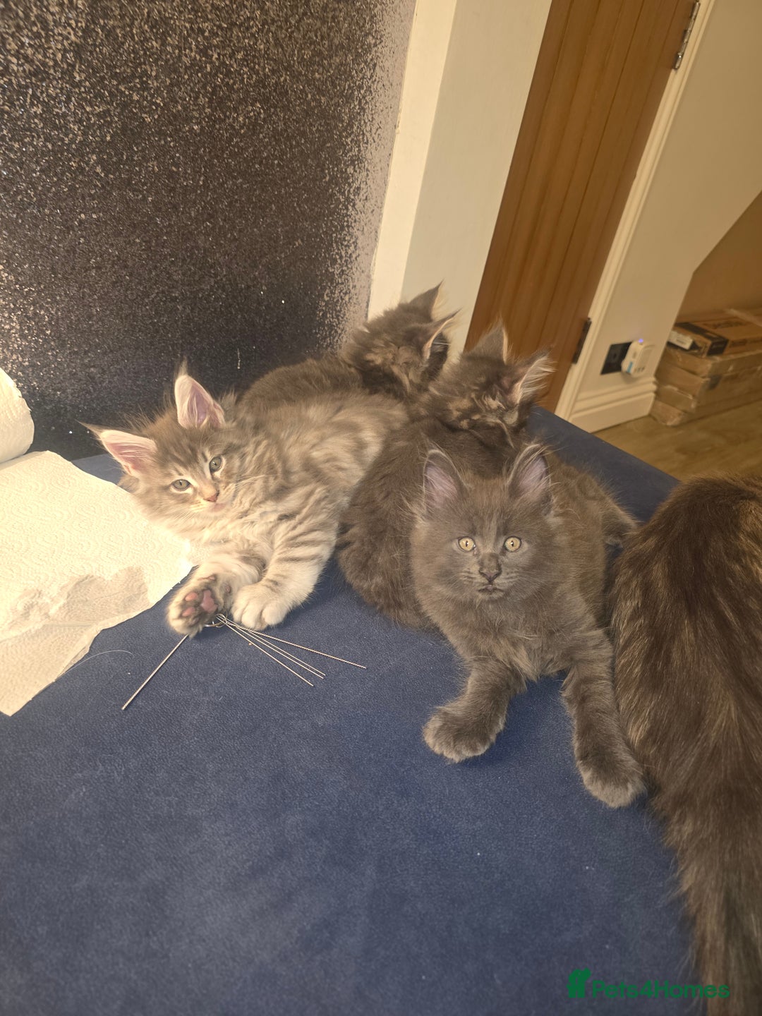 Maine Coon cats for sale: Maine Coon kittens  - Advert 12