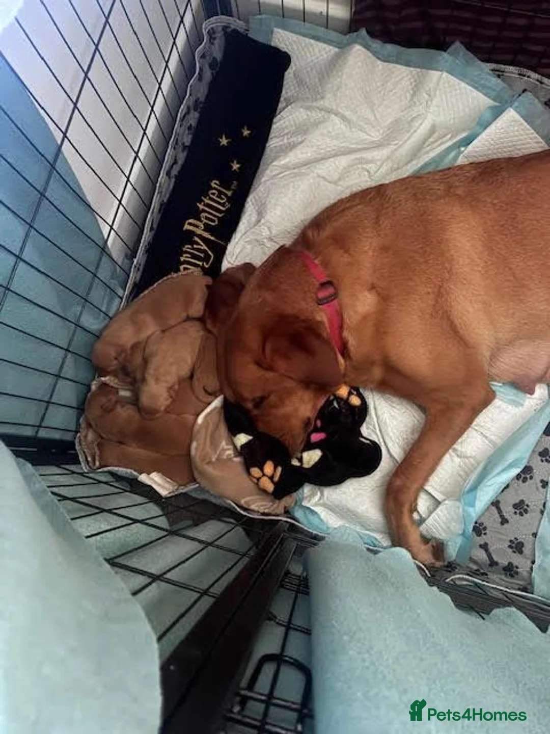 Labrador Retriever dogs for sale: KC REG Fox Red Labrador puppies in Kilwinning - Advert 11