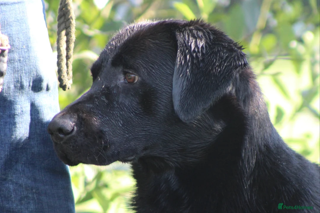 Labrador Retriever dogs for stud: 0/0 Hips and Elbows Black Labrador Stud in Totnes - Advert 8