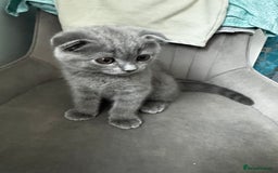 British Shorthair cats for sale: BeautifulScottish folds Ready now! Quality kittens - Image 40