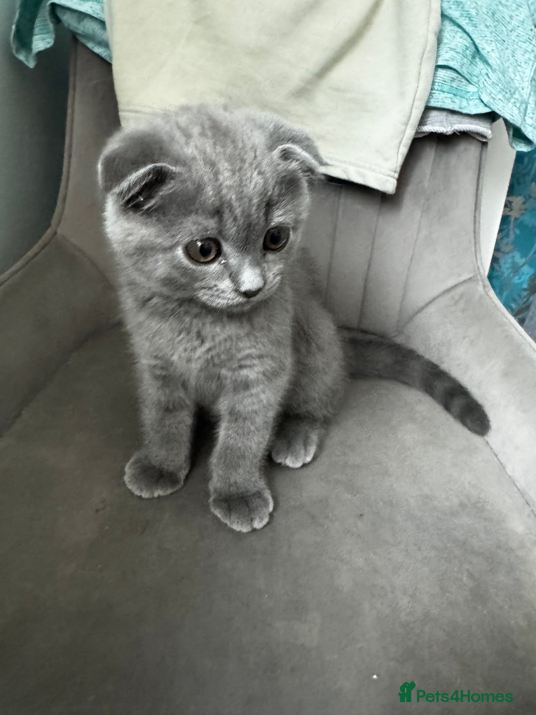 British Shorthair cats for sale: BeautifulScottish folds Ready now! Quality kittens - Image 40