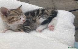 Siberian cats for sale: Persian/Siberian kittens - Image 18