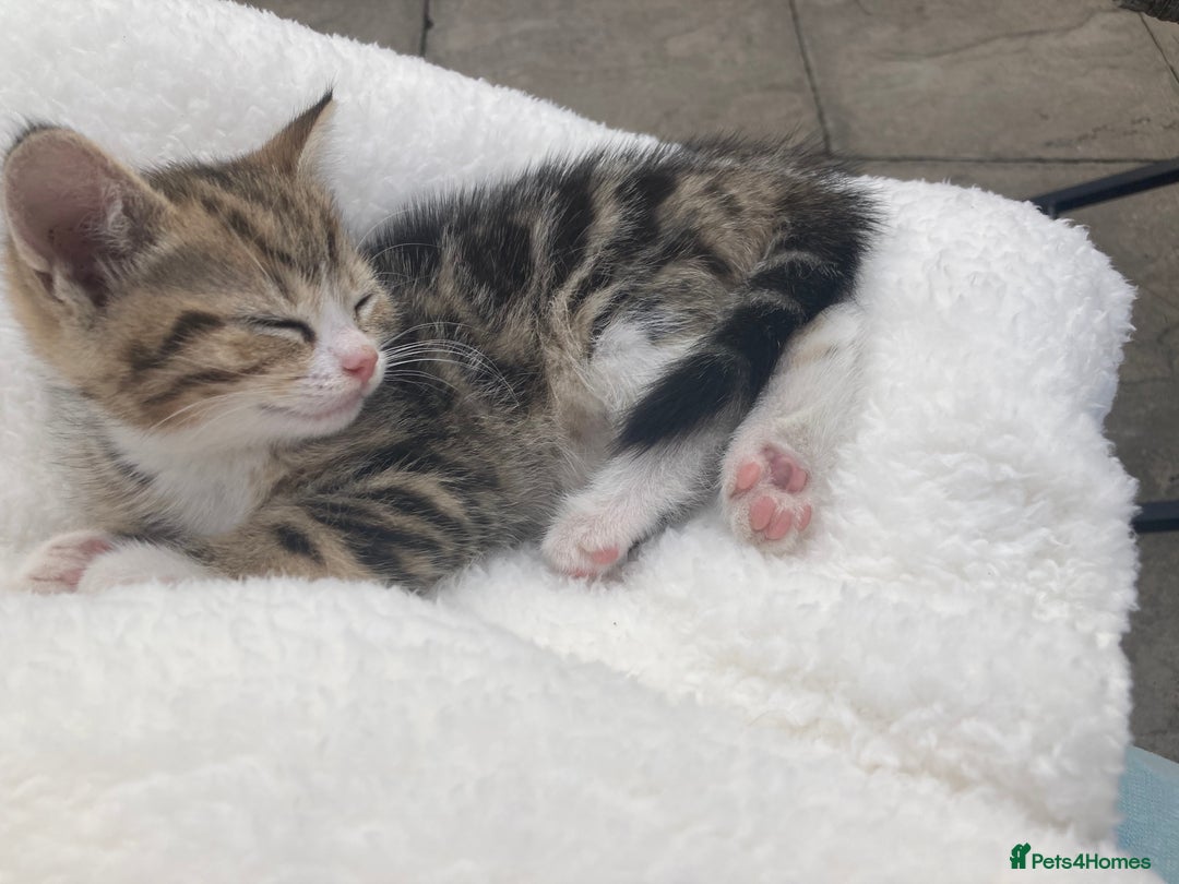 Siberian cats for sale: Persian/Siberian kittens - Image 18