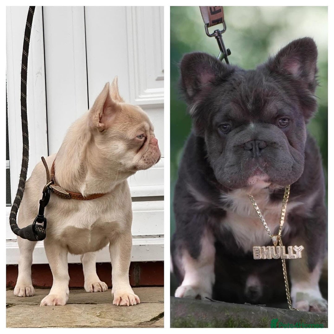 French Bulldog dogs for sale: French bulldog 2 males.One full pink,one blue tan - Advert 16